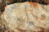Petrified Wood (Araucaria) Slab - Madagascar #118600-1